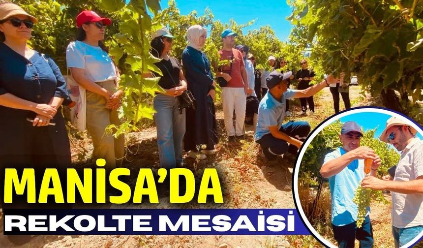 Bağlarda rekolte mesaisi: 3 ilin ekipleri Manisa’da buluştu