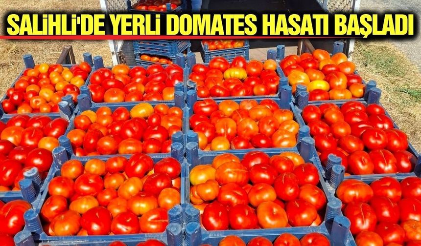 Salihli'nin meşhur domatesinde hasat heyecanı