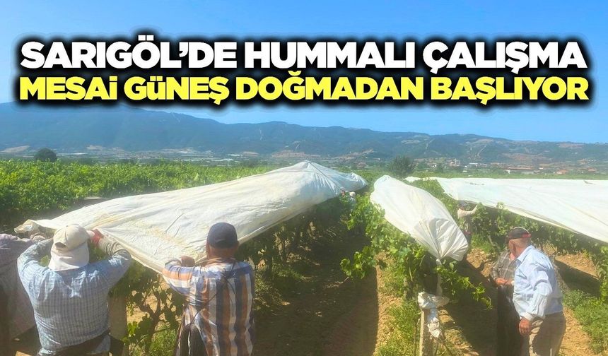Sarıgöl Ovası'nın rengi yeşilden beyaza dönüyor
