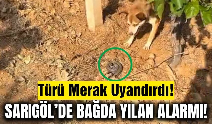 Sarıgöl'de bağ örterken ortaya çıkan yılanın türü merak konusu oldu