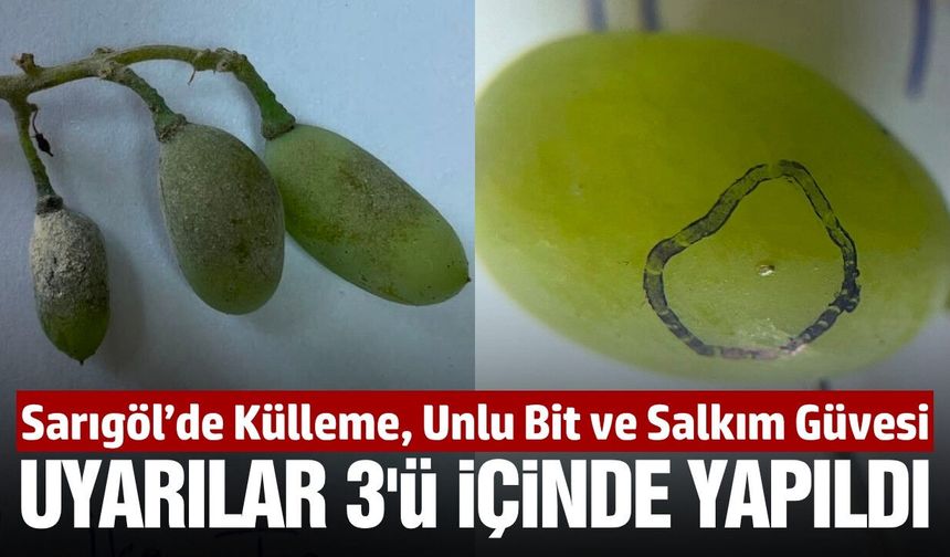 Sarıgöl'de bağcılara uyarı yapıldı! Şimdi de 3. nesil geliyor