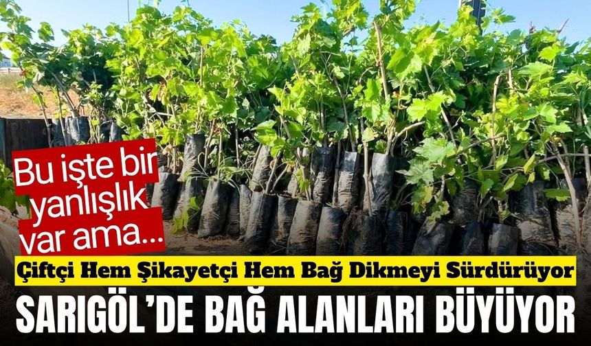 Sarıgöl'de ekonomik değeri yüksek üzüm çeşitlerine yoğun ilgi