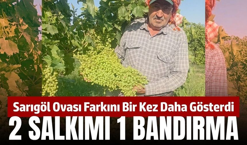 Sarıgöl'de hasat yaklaşırken salkımların boyutu ise görenleri şoka uğratıyor