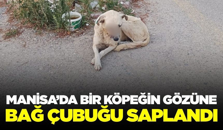 Sarıgöl'de yürek burkan olay: Köpeğin gözüne bağ çubuğu saplandı