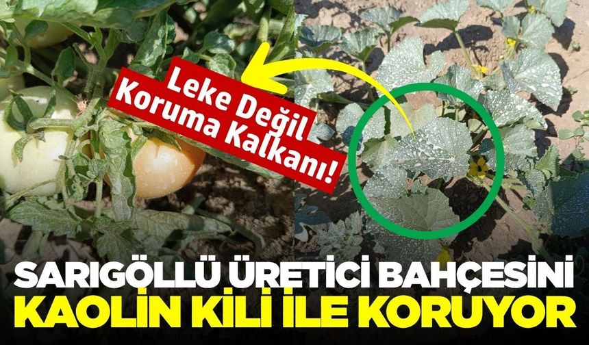 Sarıgöllü üreticiden kavurucu sıcaklara karşı doğal koruma yöntemi