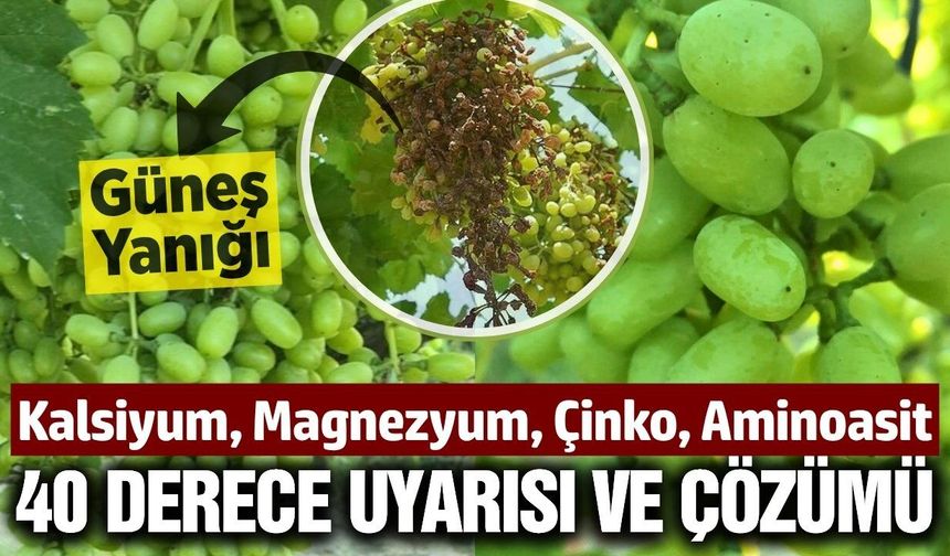 Uzmanından bağcılara uyarı: 40 dereceye dikkat