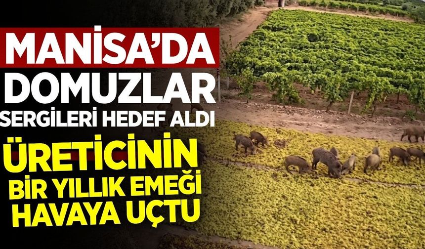 Alaşehir'de bir yıllık emek çöp oldu: Üreticiler acil çözüm bekliyor!