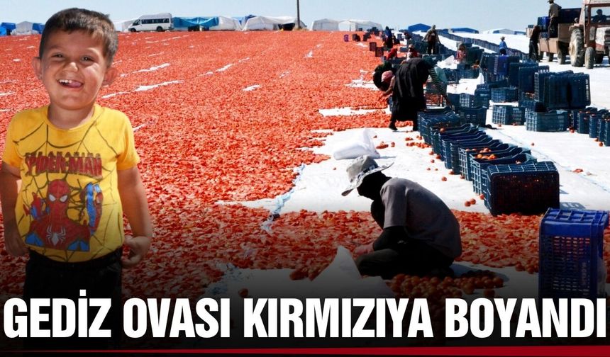 Manisa'da kurutmalık domates mesaisi!
