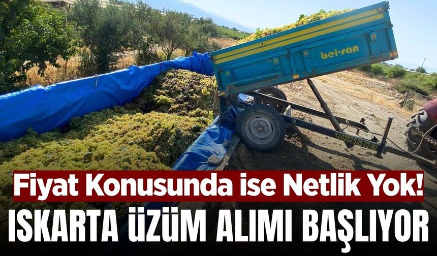 Iskarta üzüm alımı başlıyor! Gayriresmi sezon başlangıcı