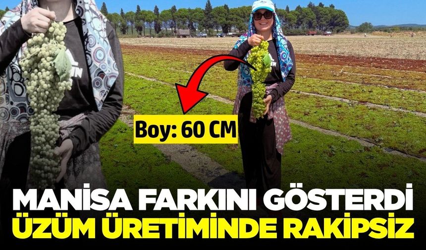 Manisa bu işte zirve! Üzüm salkımının boyutu şaşırttı