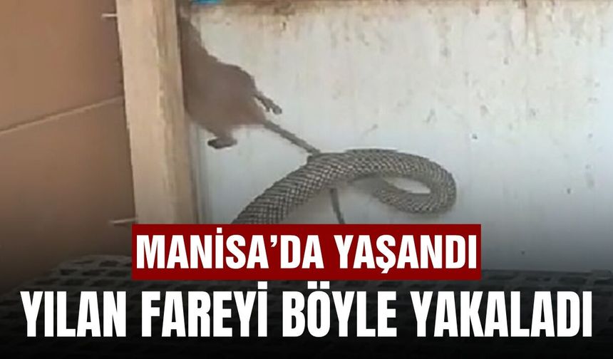 Manisa'da 2.5 metrelik yılan fareyi böyle yakaladı