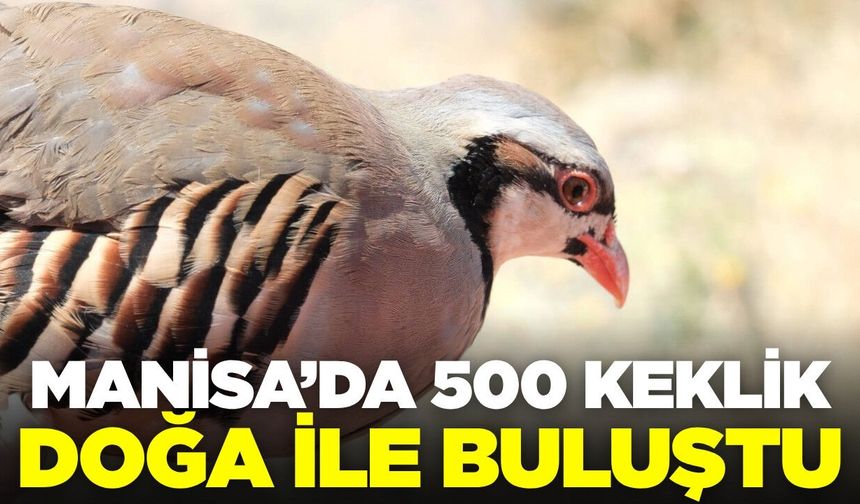 Gördes'te doğal dengeye destek: Yüzülerce keklik doğaya bırakıldı