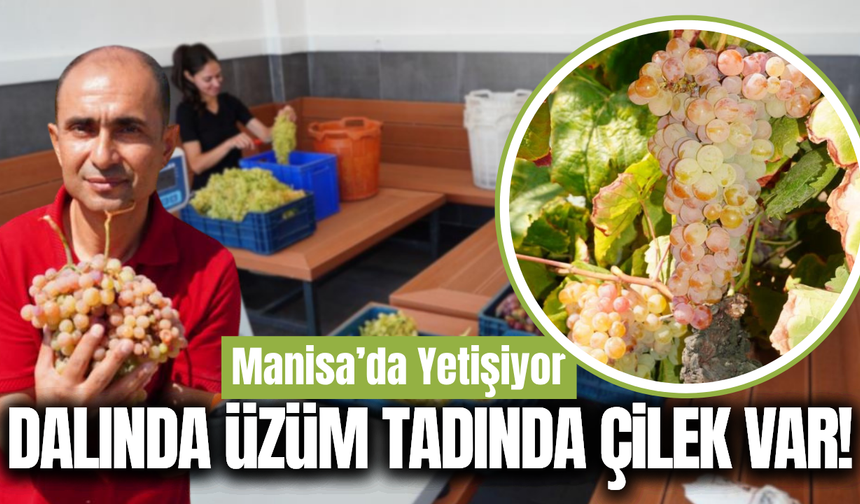 Manisa’da "Çilek Aromalı" üzüm hasadı: Yiyenler tadına hayran kalıyor