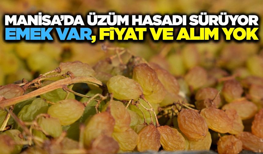Manisa’da Üzüm Hasadı Hız Kesmiyor! Bağlar Doldu, Sergiler Sarardı