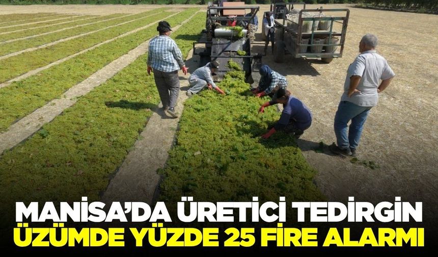 Manisa'da üzüm hasadı sürüyor: Yüzde 25 fire endişesi