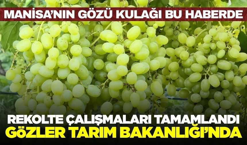 Manisa'da Üzüm Rekoltesi Çalışmaları Tamamlandı