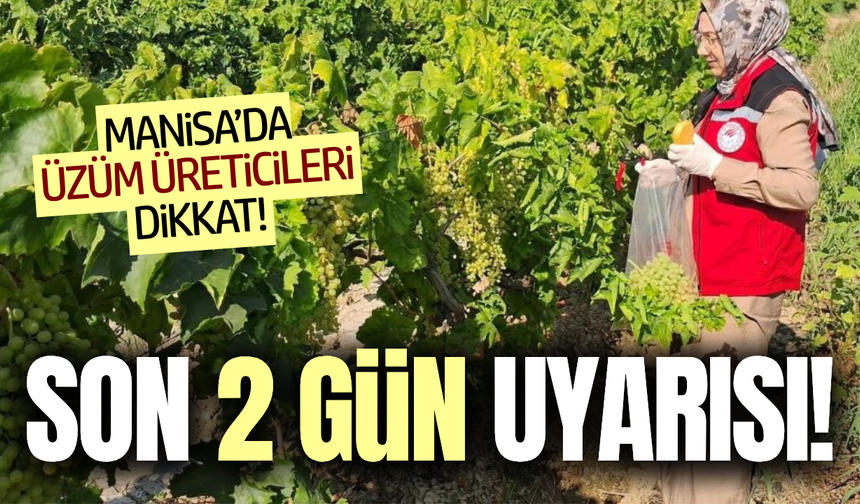 Manisa'da üzüm üreticilerine kritik uyarı: Son 2 gün!