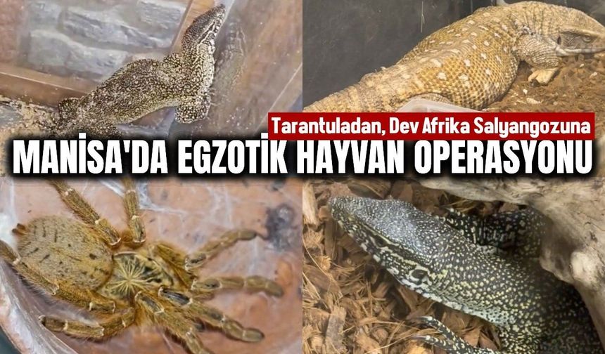 Manisa'da yasa dışı egzotik hayvan operasyonu! 61 tanesi kurtarıldı