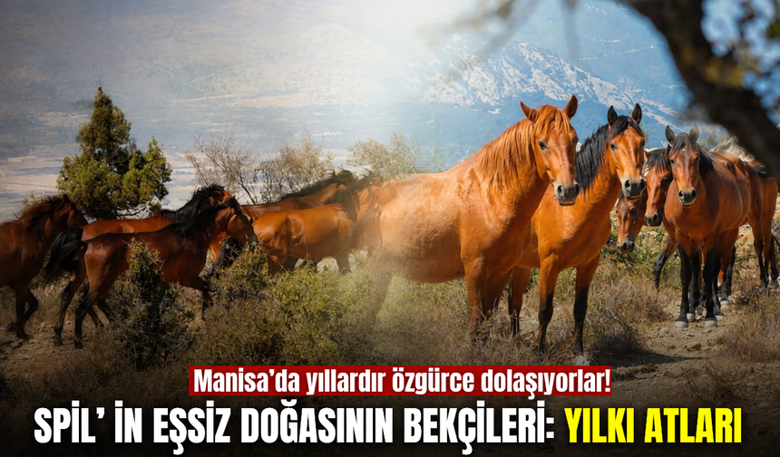 Manisa’da yıllardır özgürce dolaşıyorlar: Spil’in Yılkı Atları