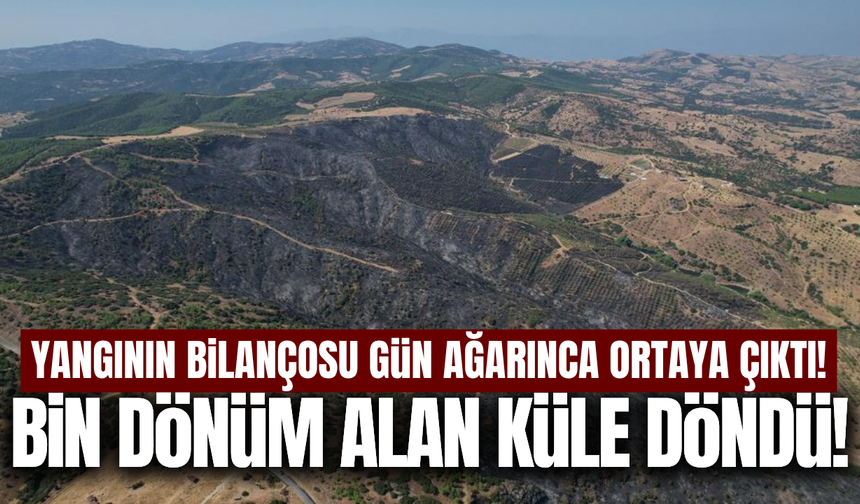 Manisa'nın ciğeri yandı: Bin dönüm alan küle döndü!