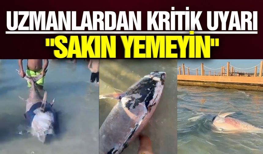 Uzmanlardan ölü orkinos uyarısı!