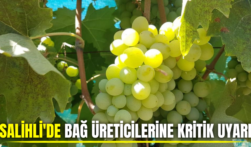 Salihli'de bağ üreticilerine kritik uyarı: İlaçlama zamanı geldi