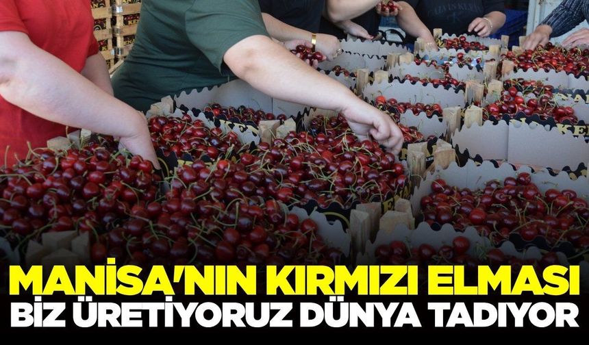 Salihli'nin Napolyon Kirazı'na 45 kere maşallah vurgusu!