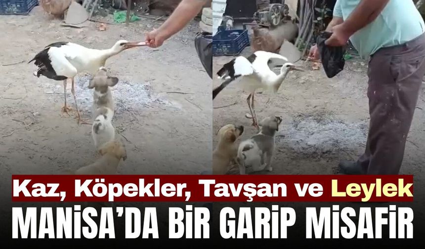 Sarıgöl’de Göçü Kaçıran Leylek, Koca Ailesinin Misafiri Oldu
