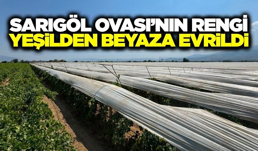 Sarıgöl'de üreticiler bağlarını korumaya aldı: Yüzde 80'i yeşilden beyaza döndü