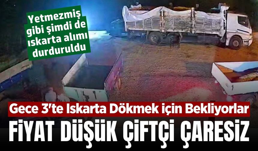 Sarıgöl'de üzüm mesaisi gece 03.00'te bile sürüyor! Üretici çaresiz...