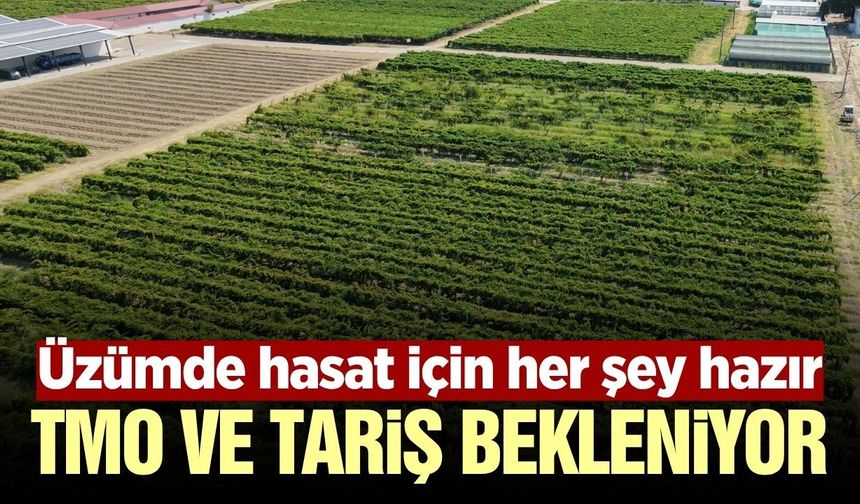 Sarıgöl’de üzüm üreticisinin gözü kuru üzüm fiyatlarında
