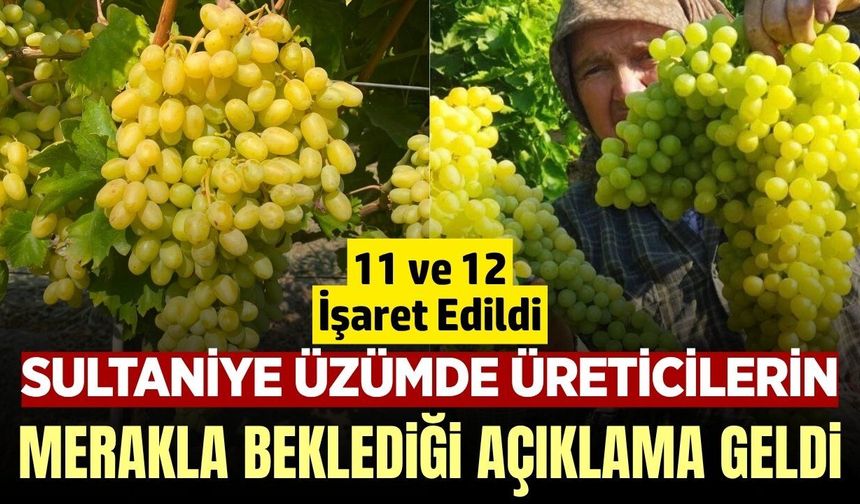 Sultaniye Üzümde 2026 yılı hasat ve ihracat tarihi açıklandı