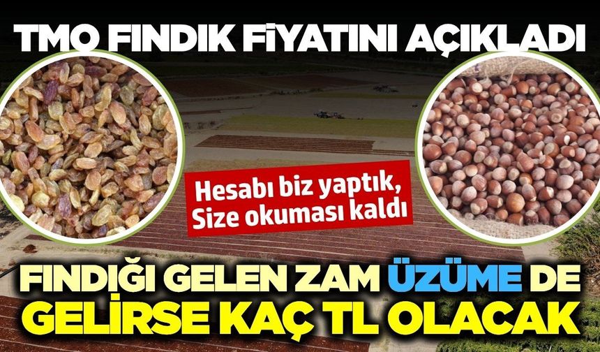 TMO fındık fiyatlarını açıkladı: Manisalı üretici en az fındığa gelen zam kadar fiyat istiyor