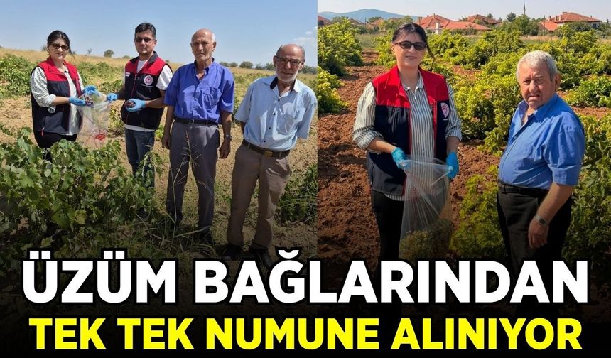 Denizli'de hasat öncesi bağlarda sıkı kontrol