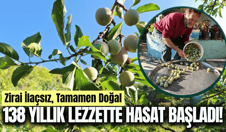 138 yıllık lezzet: Figani Efendi Eriği’nde hasat başladı!