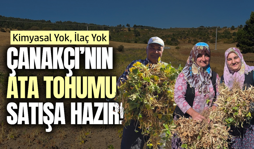 1400 rakımda yetişiyor: Ata tohumu lezzetiyle fark yaratıyor!