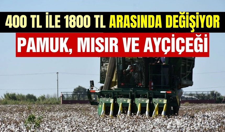 Ege'de hasat fiyatları belli oldu! Pamuk, mısır ve ayçiçeği