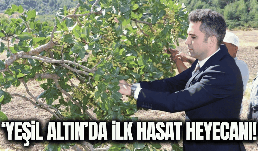 İlçenin 'Yeşil Altın'ın da hasat heyecanı!