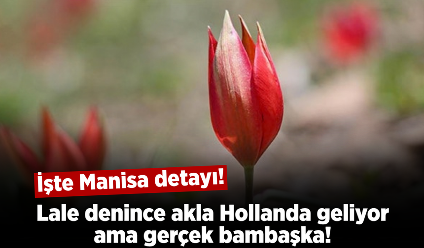 Dünyanın lale merkezi Hollanda sanılıyor, işin içinde Manisa var!