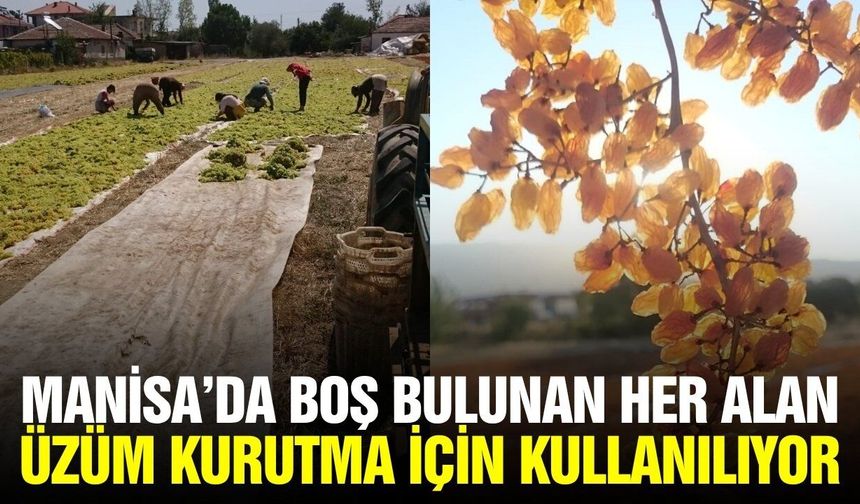 Iskartaya Değil Sergiye: Manisalı Üzüm Üreticisi Fiyat Tepkisini Kurutarak Gösteriyor