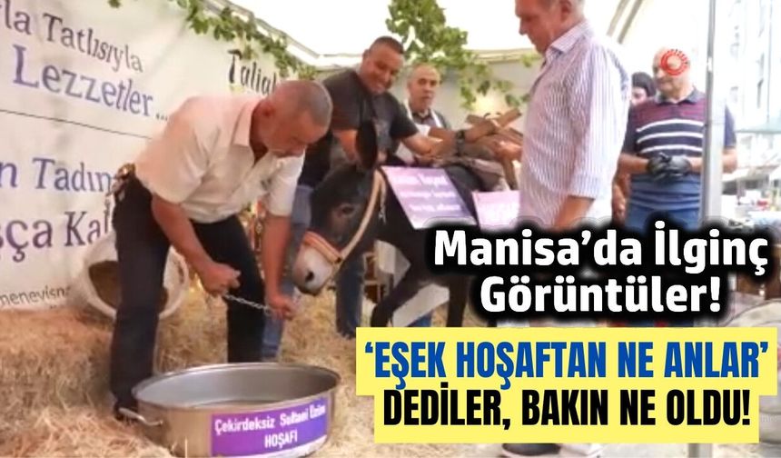 Manisa'da festivalin ilgi odağı hoşnut isimli eşek oldu