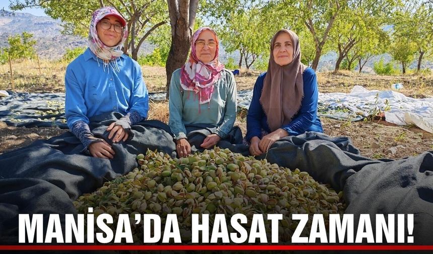Manisa'da badem hasadı başladı