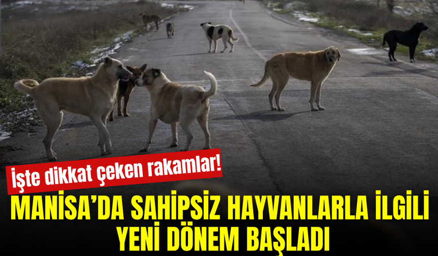 Manisa’da sahipsiz hayvan çalışmaları hız kazandı! Rakamlar dikkat çekti