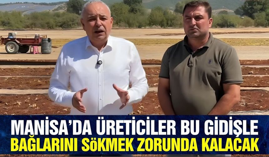 Manisa'da üreticiler dertli! 'Böyle giderse bağlar köklenir'