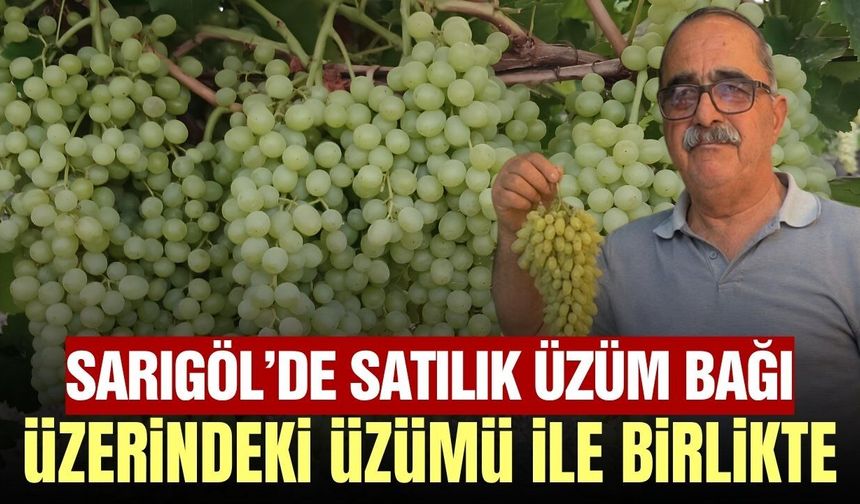 Sarıgöl'de eşi görülmemiş satış! Bağ üzerindeki üzümü ile birlikte satılık