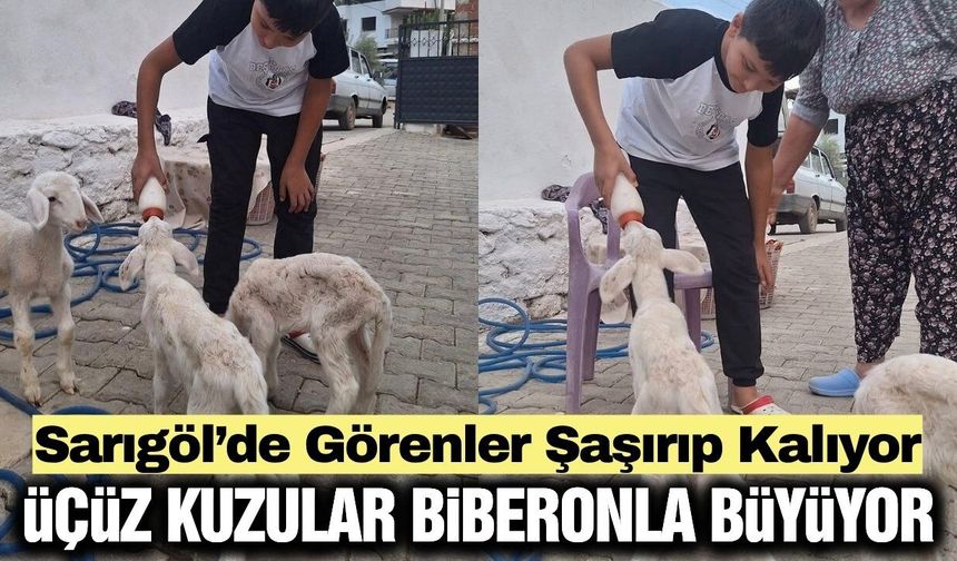 Sarıgöl’de Sakız Koyununun Üçüz Sürprizi: Kuzular Biberonla Besleniyor