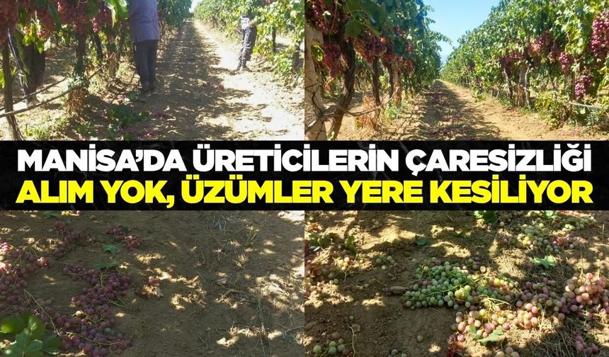 Sarıgöl'de üzüm üreticisi kara sezon yaşıyor! Üzüm salkımlara yere kesiliyor