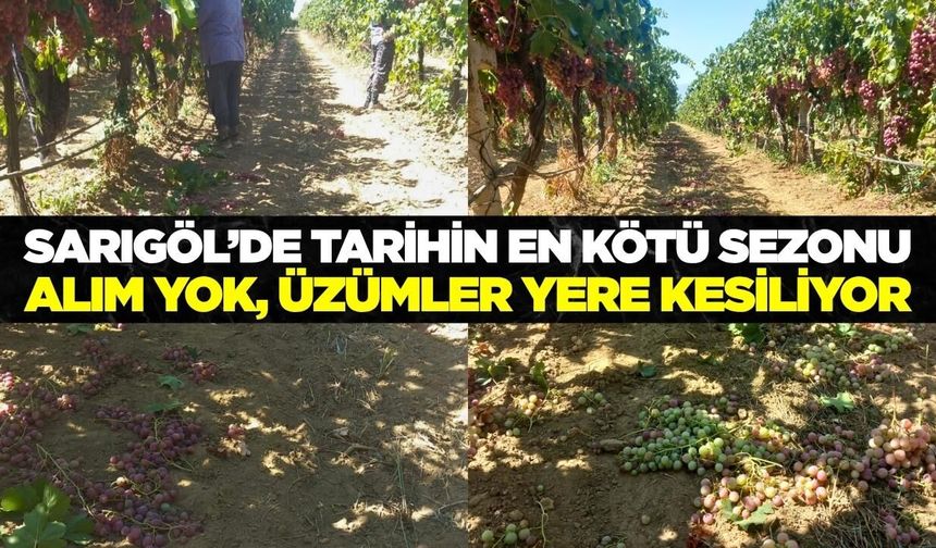 Sarıgöl'de üzüm üreticisi kara sezon yaşıyor! Üzüm salkımlara yere kesiliyor