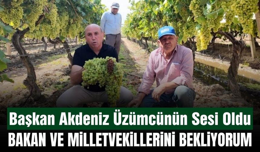 Sarıgöl'de Üzüm Üreticisinin Feryadına Başkan Akdeniz Kulak Verdi