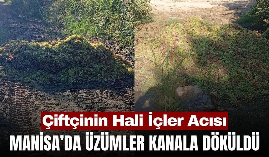 Sarıgöl’de üzüm üreticisinin zor günleri: Üzümler kanala dökülüyor